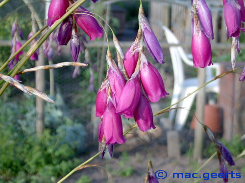 Dierama pulcherrimum